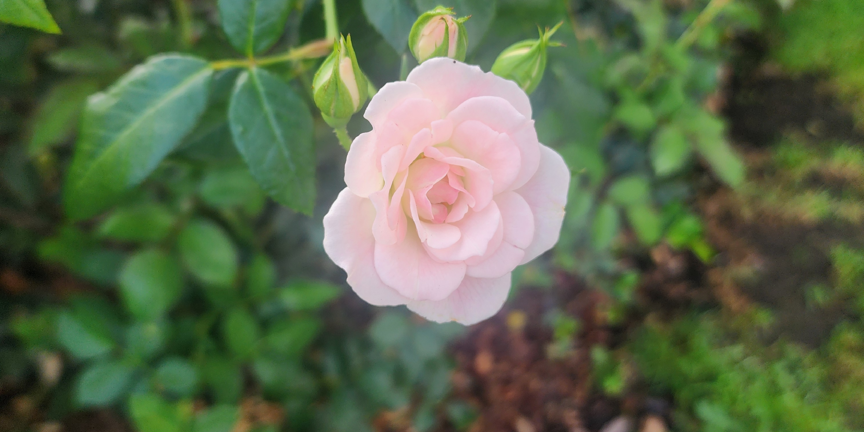 A Review of Yves Rocher Plein Soleil: A Summer Scent in Winter